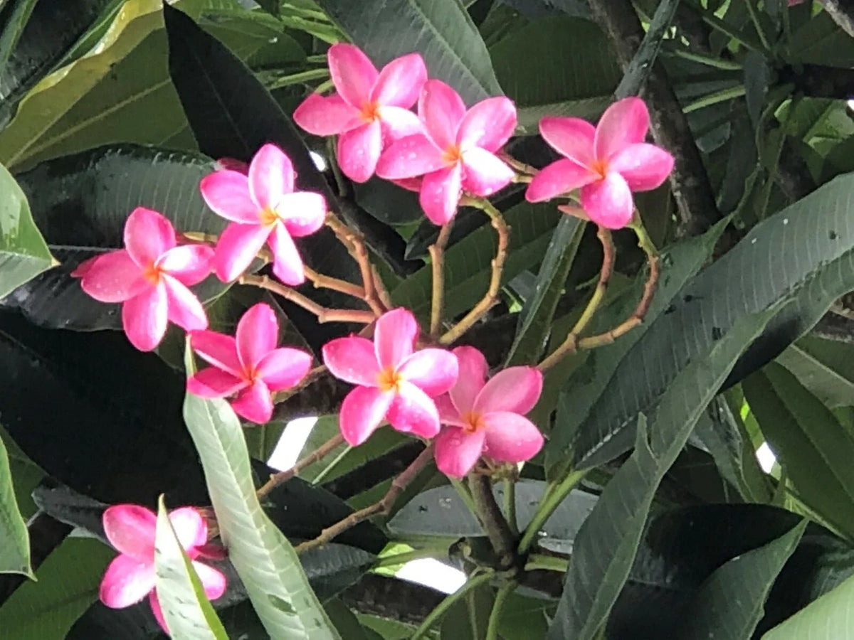 Plumeria Miami Rose Plant - Live 6"-10" Pink Frangipani - Fragrant Flowers, Plumeria rubra, Tropical Garden Plant