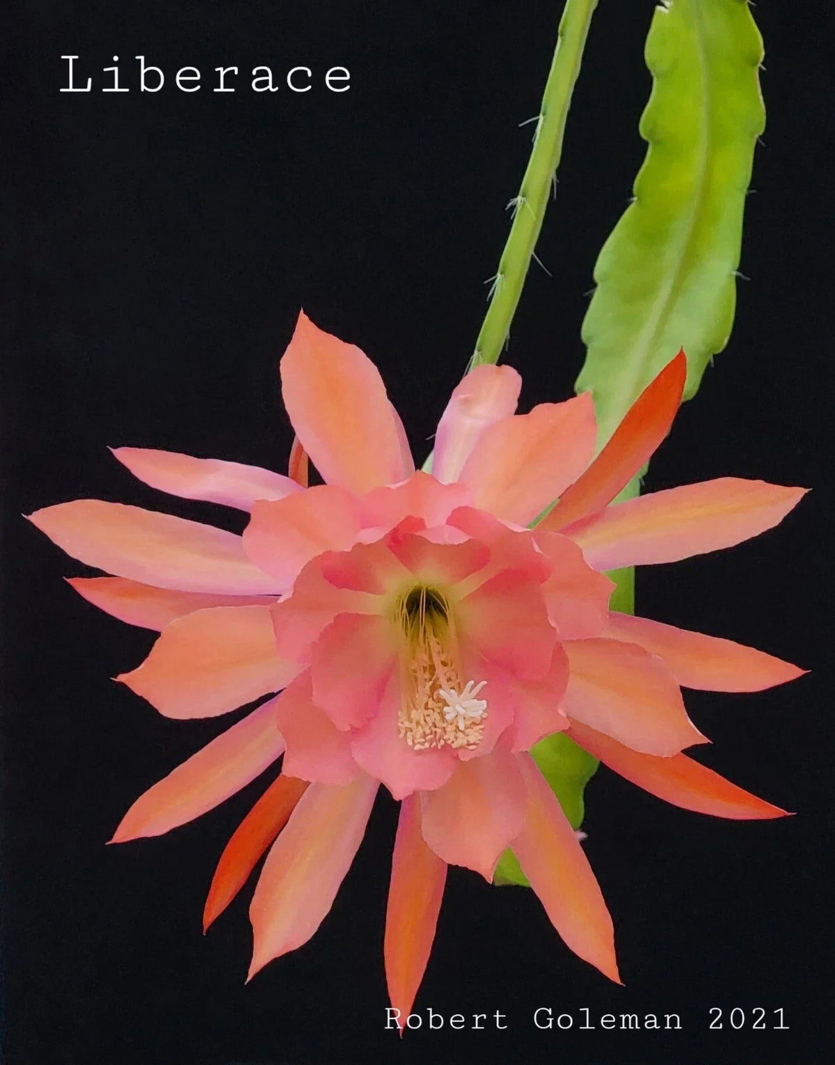 Unrooted Cutting Epiphyllum 'Liberace' Rare Orchid Cactus - Stunning Indoor Plant for Propagation - Epiphyllum oxypetalum