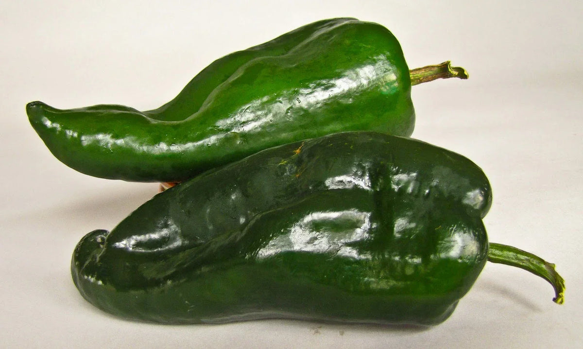 Poblano Chili Pepper Seeds - 12 Seeds - Mild Flavor for Chili Relleno - Capsicum annuum - Non-GMO Gardening Seeds