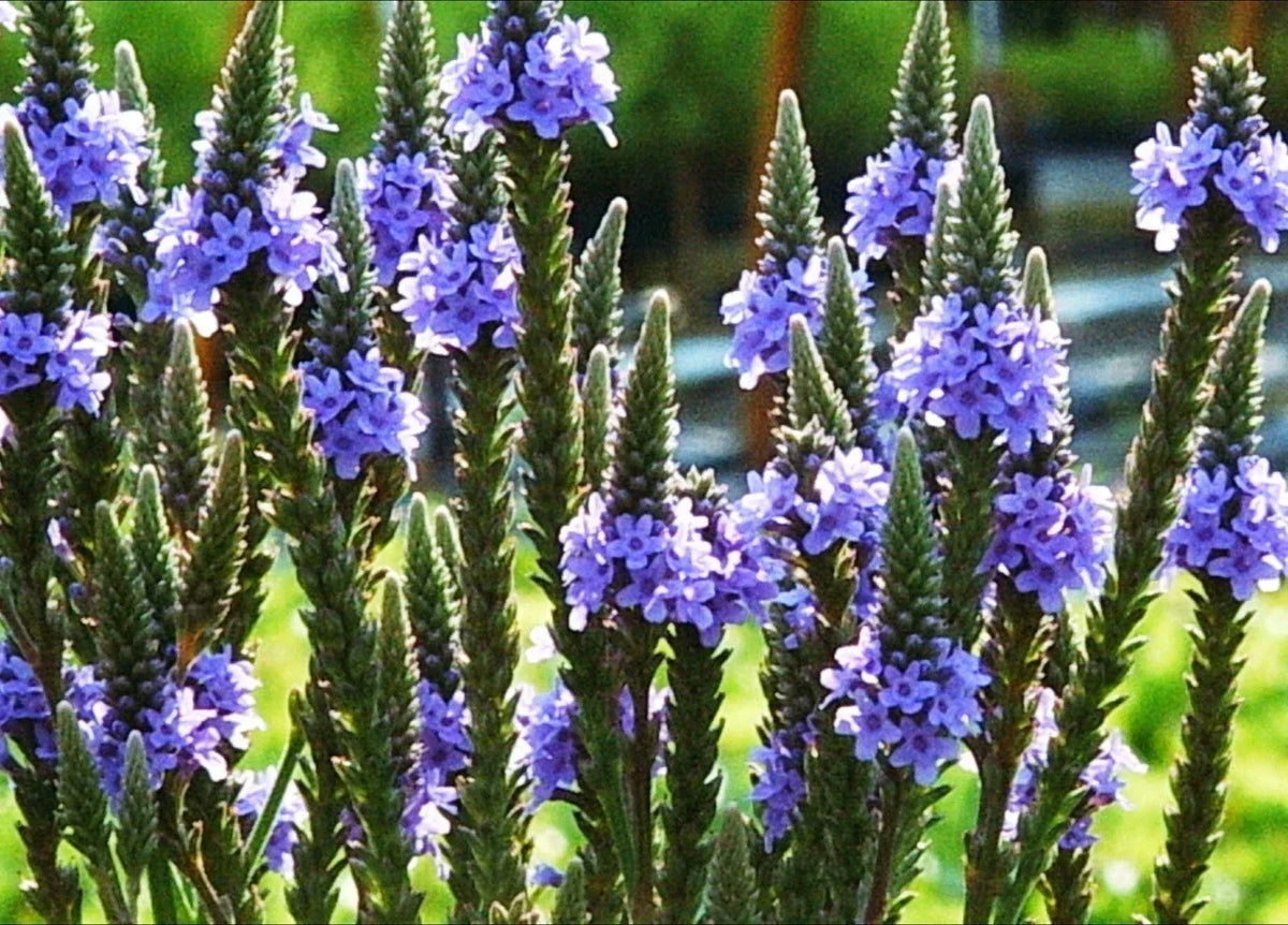 Blue Vervain Seeds - 200+ Perennial Native Wildflower for Herbal Tea, Drought-Tolerant (Verbena hastata)