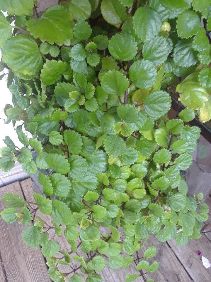 Swedish Ivy Cuttings (5) - Organic Plectranthus verticillatus - Fast Growing Indoor Hanging Plant - Easy Care Decor