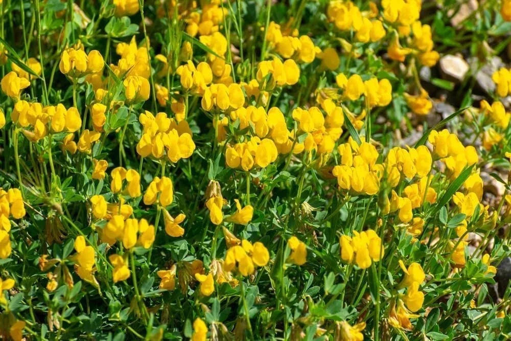 Birdsfoot Trefoil Seed 5 Pounds - Forage Legume for Pasture, Hay, Silage, Lotus corniculatus