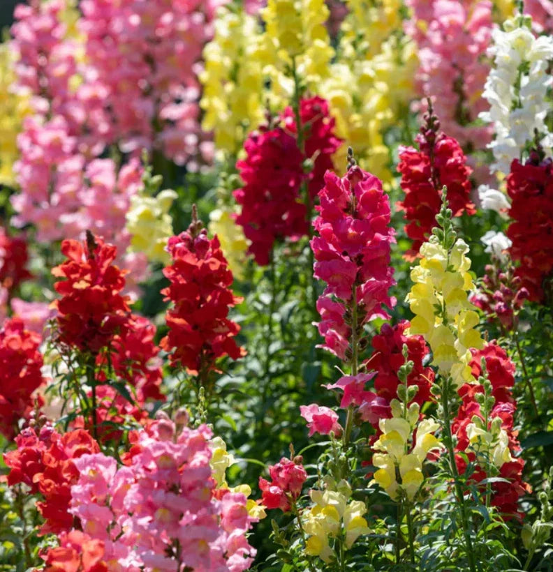 Snapdragon Seeds Pack - 6000 Non-GMO Mixed Color Seeds for Cut Flowers - Antirrhinum majus