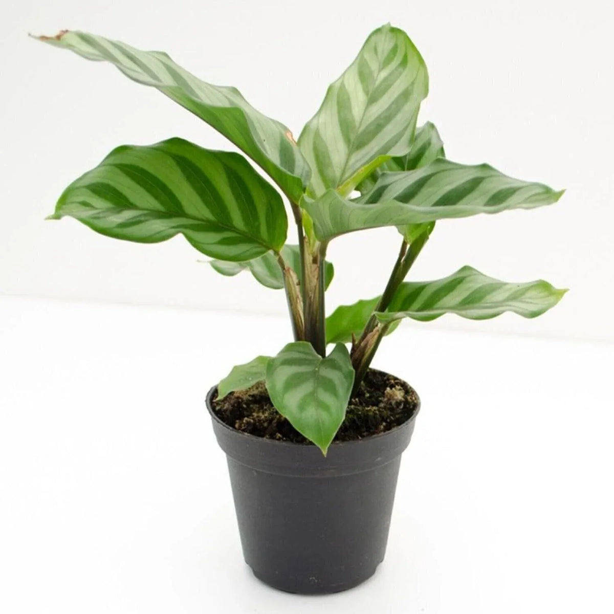 Calathea Freddie Live Rooted Starter Plant | Easy Care Indoor House Plant | Calathea rufibarba | 4-Inch Pot