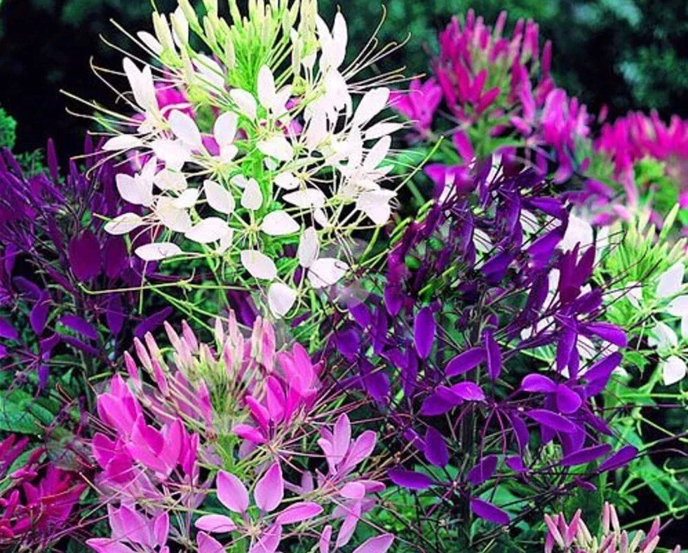 Queen Mix Spider Seeds - 100 Count - Clome Spinosa - Attracts Butterflies - Perennial Flower Seeds for Garden