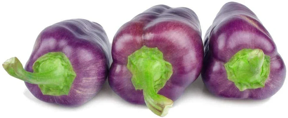 Purple Pepper Seeds - 100+ Seeds - Capsicum annuum - Versatile Edible Pepper for Cooking and Seasoning