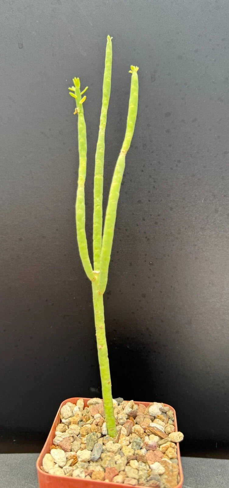 Euphorbia Mauritanica Pencil Milk Bush - 10" Rooted Green Succulent Plant - Rare Indoor/Outdoor Decor