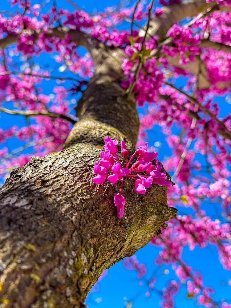 Chinese Redbud Tree Seeds - 40+ Seeds - Exotic Flowering Tree - Cercis chinensis - Pink Blossoms for Garden