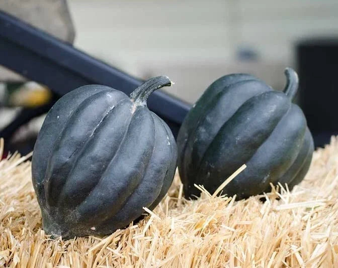 Black Betty Acorn Seeds - 10 Pack - Black Table Squash - Cucurbita pepo - Easy to Grow for Home Gardeners
