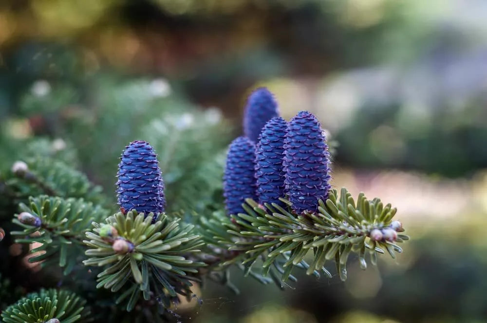 Korean Fir Tree Seeds 20 Pack - Blue Cones - Abies koreana - Cold Hardy Evergreen - Ideal for Gardens