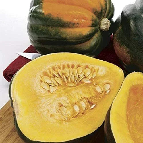 Acorn Squash Seeds 50 Pack - Nutritious Cucurbita pepo - Ideal for Home Gardens and Containers