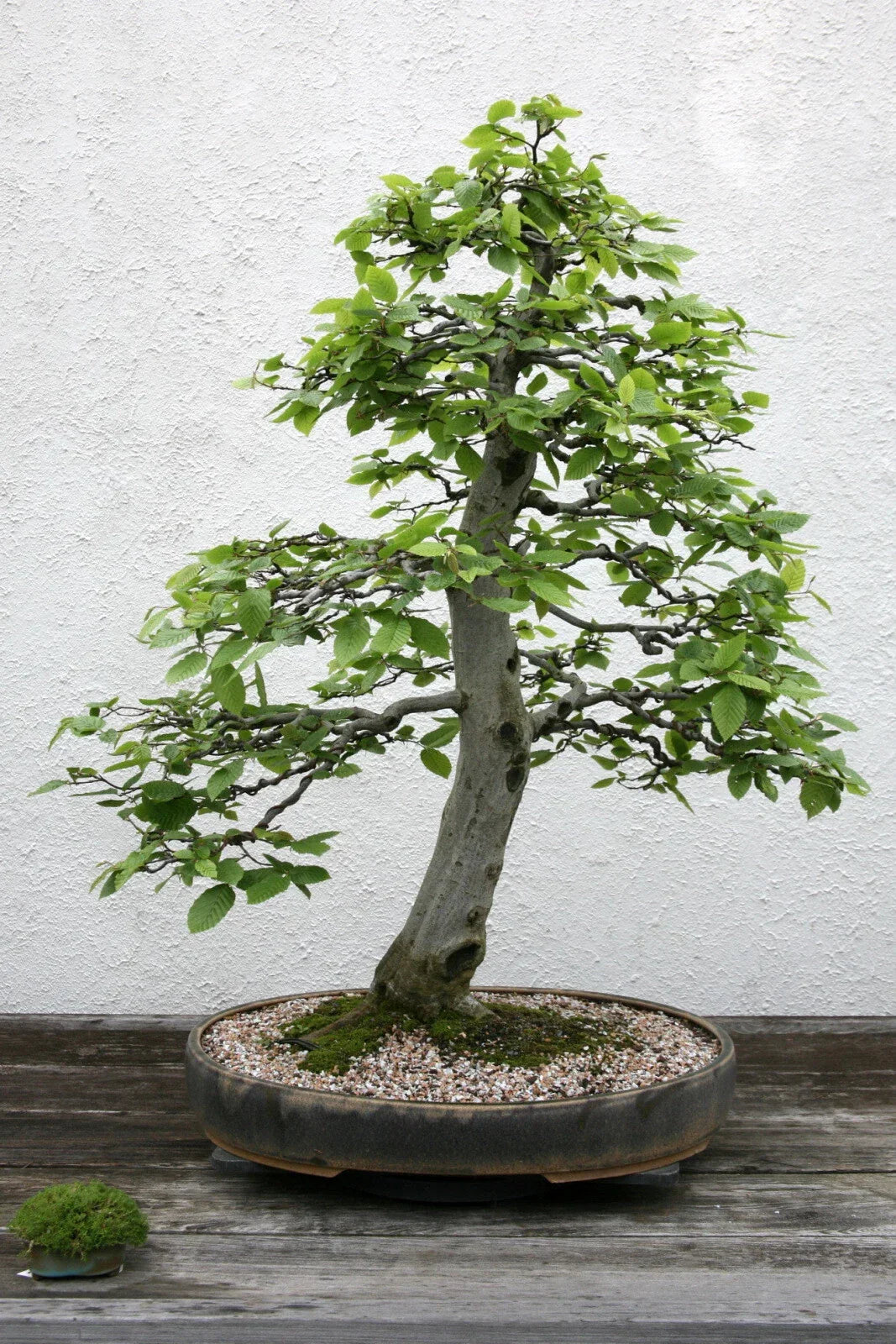 European Hornbeam Seeds, 20 Pack, Carpinus betulus, Hardy Landscaping Tree for Privacy Screens and Decorative Hedges