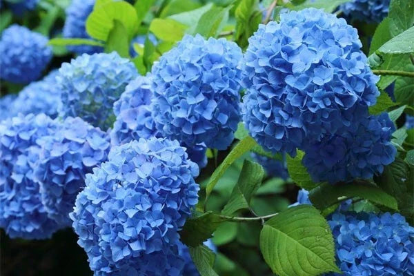 Blue Hydrangea Plant - Fully Rooted Live 3"-8" Hydrangea macrophylla - Vibrant Blooms for Garden or Container