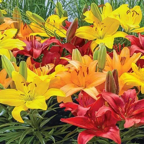 Asiatic Lily Bulbs - 10 Fresh Planting Bulbs - Colorful Varieties - Lilium Asiaticum - Garden Flowers for Borders & Containers