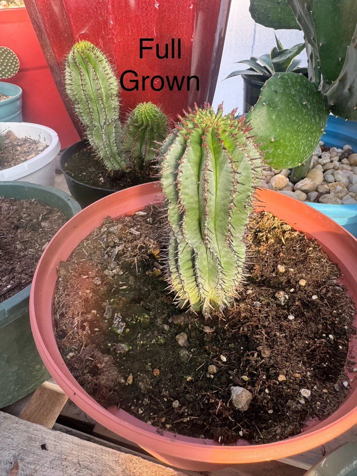 Rooted Starts African Milk Barrel Plant - Euphorbia Polygona - Unique Fast-Growing Succulent for Home & Garden