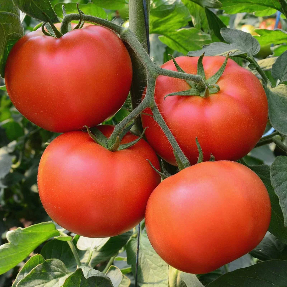 Big Beef Tomato Seeds | F1 Hybrid | Non-GMO | Solanum lycopersicum | 25 Seeds per Packet