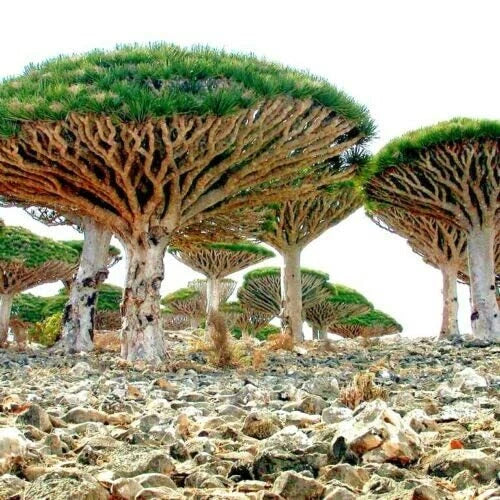 Dragon Tree Seeds - 10 Seeds - Dracaena Draco - Exotic Indoor Plant for Growing - Air Purifying Houseplant