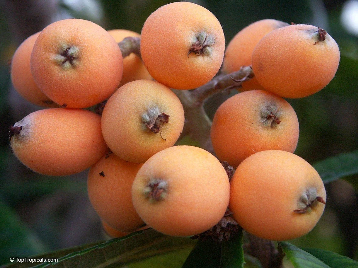 Large Airlayed Early Red Loquat Tree, 12" Eriobotrya japonica, Strong Stem, Drought-Tolerant, Sweet Fruit, Evergreen Foliage