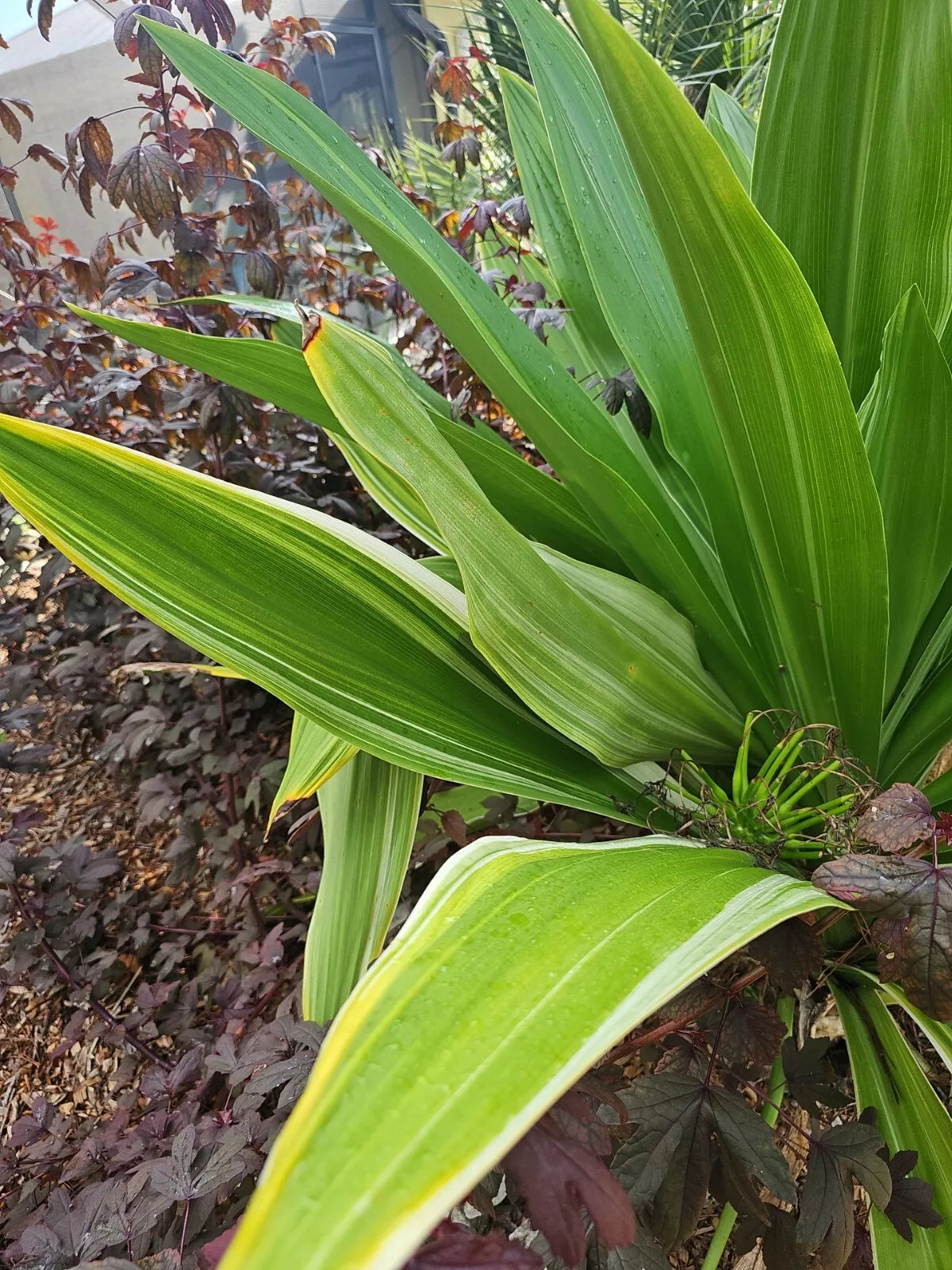 Giant White Spider Lily Bulb, Variegated C. Asiaticum, 1 Seed Bulb for Tropical Garden Decor