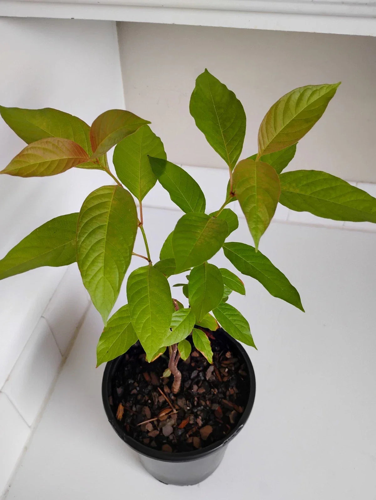 Buttonbush Live Plant 1 Gallon Pot, Hardy Wetland Shrub, Pollinator Friendly, Cephalanthus occidentalis