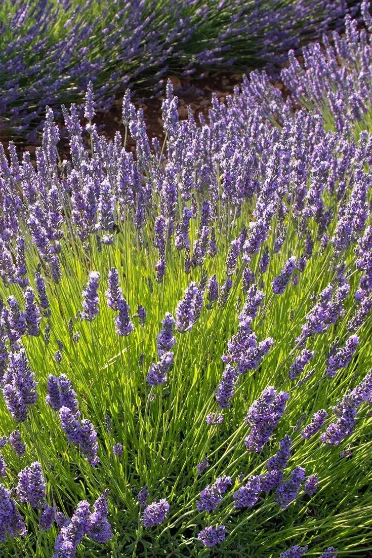 Phenomenal Lavender Plant 4' Pot Purple-Blue Flowers Lavandula x intermedia Cold-Hardy Pollinator-Friendly