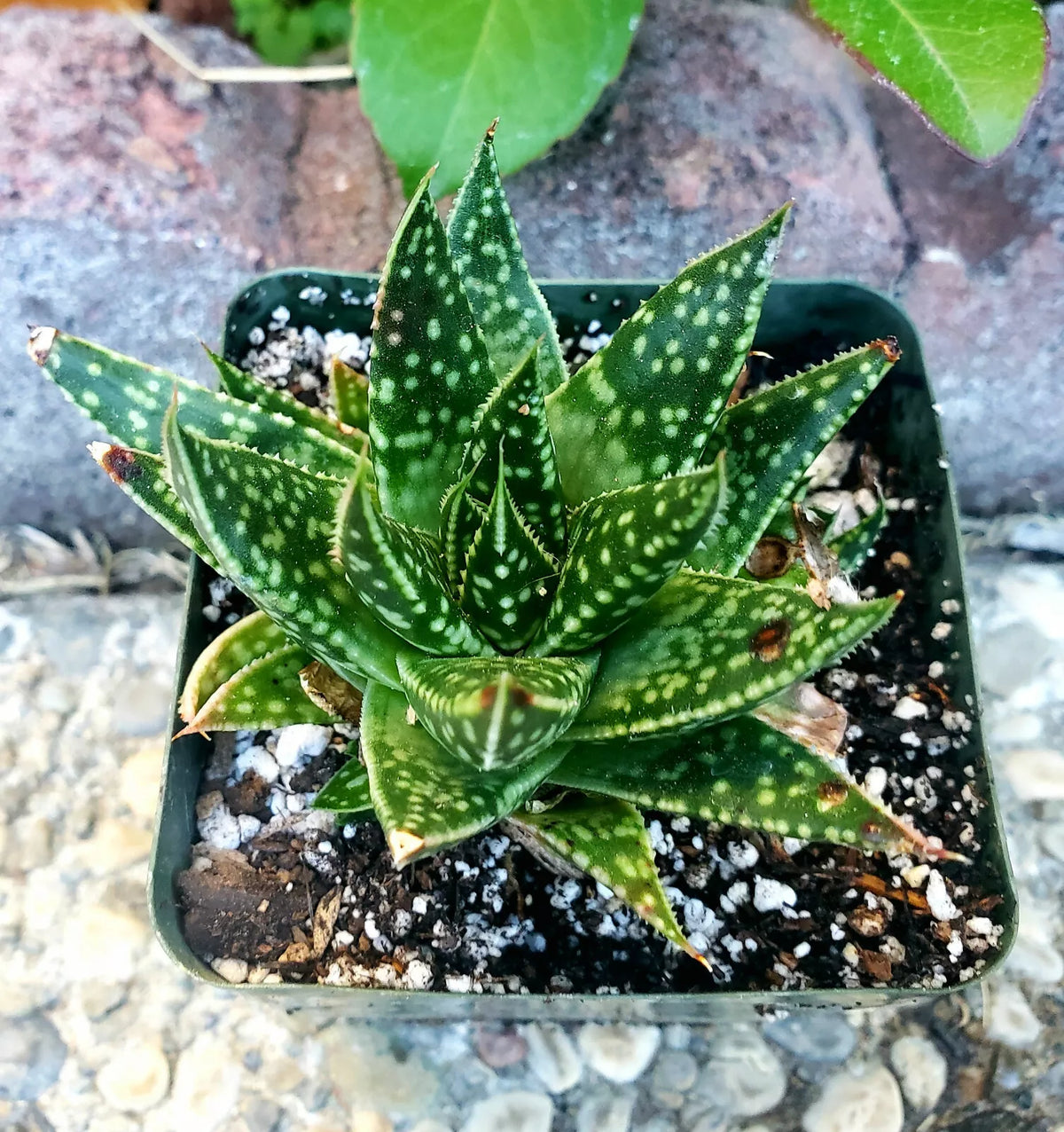 Rare Gasteraloe 'Spotty' Potted Plant - 4" Diameter Succulent - Gasteria x Aloe Hybrid - Unique Spotted Foliage