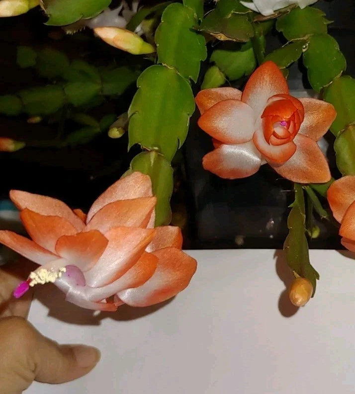Christmas Cactus Cuttings 2 Rooted Peach-Orange "Olivia" Schlumbergera truncata - Perfect for Indoor Plant Lovers