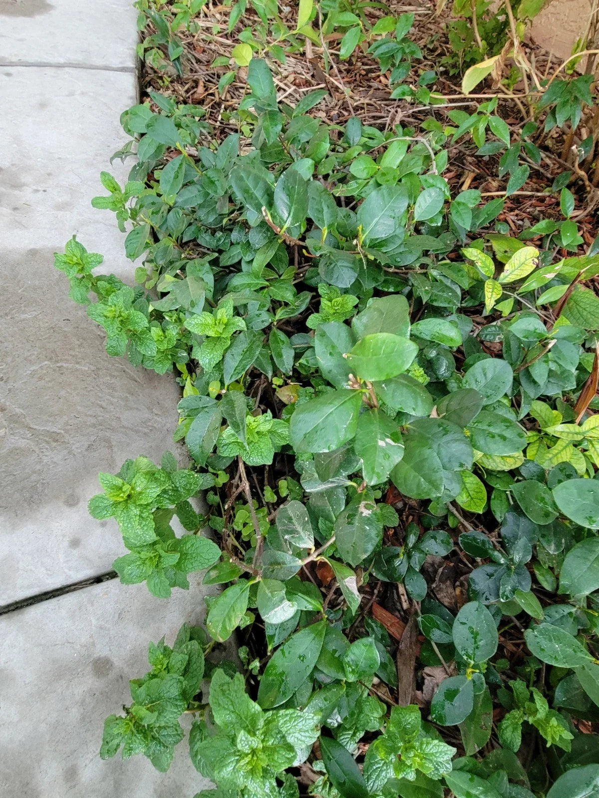 Star Jasmine Plant, Mature Bare Root, Extremely Fragrant Vine, Trachelospermum jasminoides, Outdoor Garden Essential
