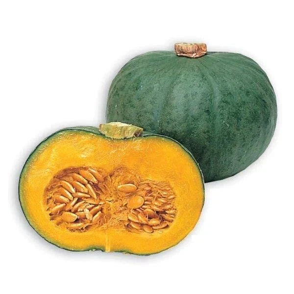 Blue Kuri Squash Seeds - 10 Pack Heirloom - Cucurbita maxima - Nutty Flavor - Ideal for Gardeners - Ships from Iowa, USA