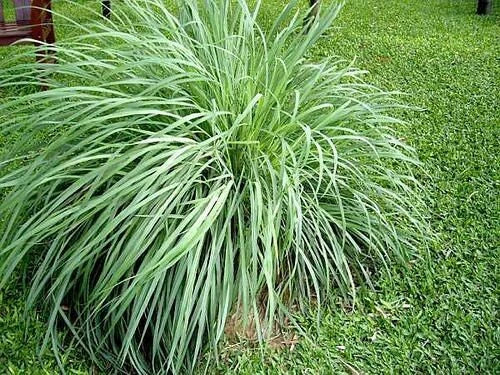 5 Pack Lemongrass Plants - Organic Culinary Herb - Aromatic Starter Perennial 'Citrus' Grass - Cymbopogon citratus