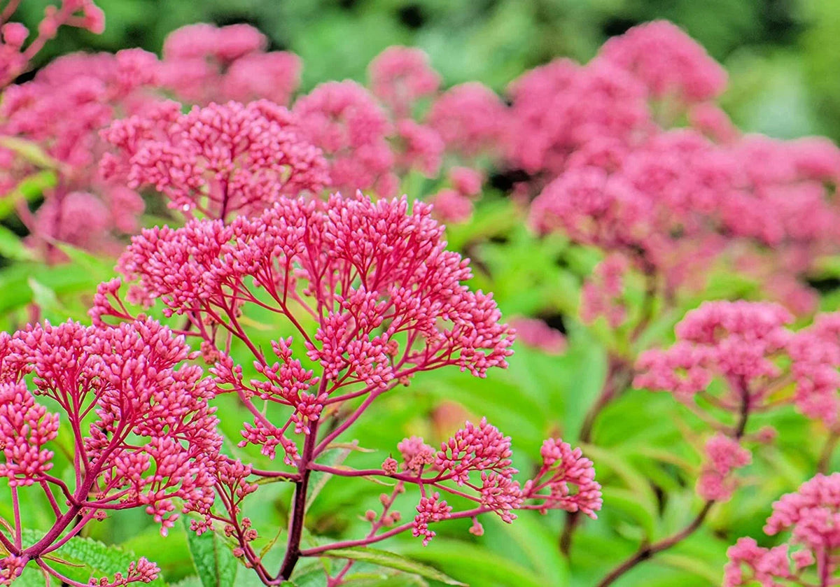 Thoroughwort Herb Seeds 1,000 Count - Eupatorium perfoliatum - Native Wildflower Seeds for Planting, Attracts Pollinators