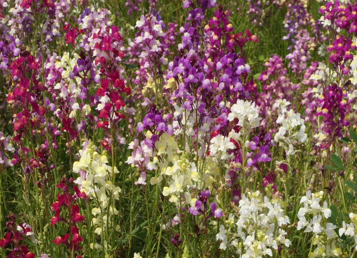 Northern Lights Snapdragon Seeds Mix - Multi Color Blooms, Pollinator Friendly, Antirrhinum majus Seed Packet