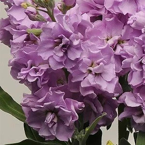 Light Lavender Stock Seeds - 500 Count - Fragrant Annual Flower - Matthiola incana - Perfect for Gardens & Cutting Arrangements