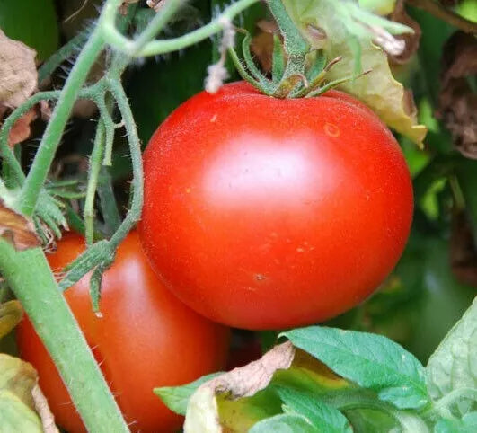 Rutgers Tomato Seeds 100+ Pack | Culinary Variety for Sauces | Solanum lycopersicum | Non-GMO, Indeterminate, Bright Red Fruits