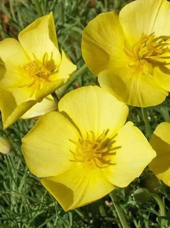 California Chrome Queen Poppy Seeds - 200+ Pack - Eschscholzia californica - USA Grown, Vibrant Blooms for Gardens