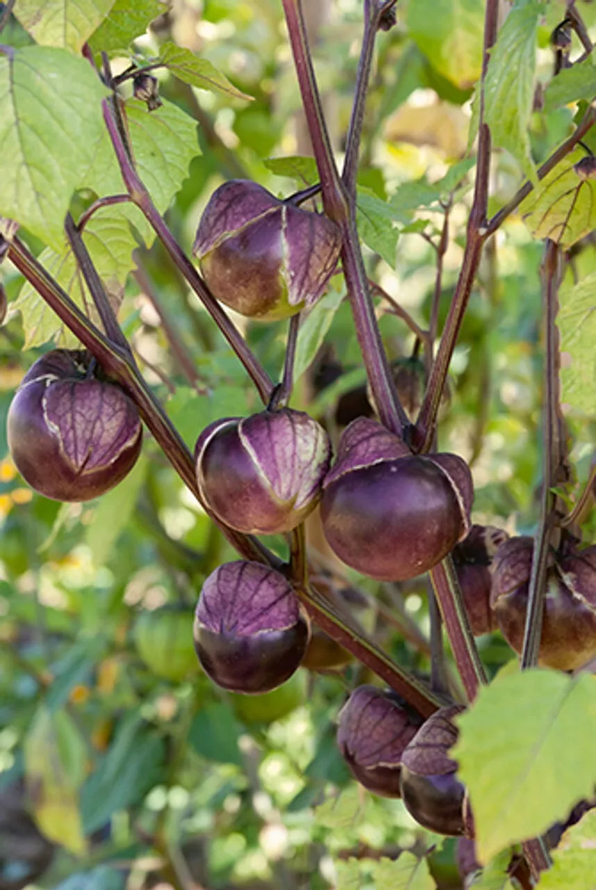 Deep Purple Tomatillo Seeds 50 Ct, Non-GMO, Physalis ixocarpa, USA Grown, Perfect for Salsas and Fresh Dishes