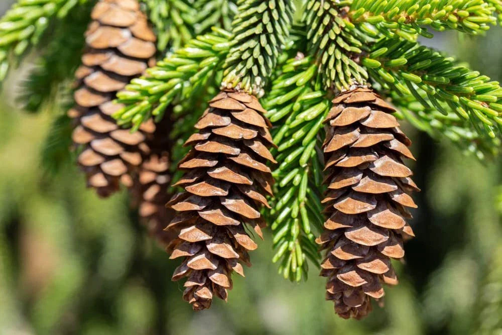Oriental Spruce Tree Seeds - 30 Pack - Picea orientalis - Evergreen Coniferous Seeds for Landscaping and Privacy
