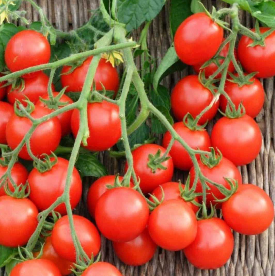 Non-GMO Small Red Cherry Tomato Seeds - Bulk Heirloom Variety - Solanum lycopersicum - Perfect for Home Gardening