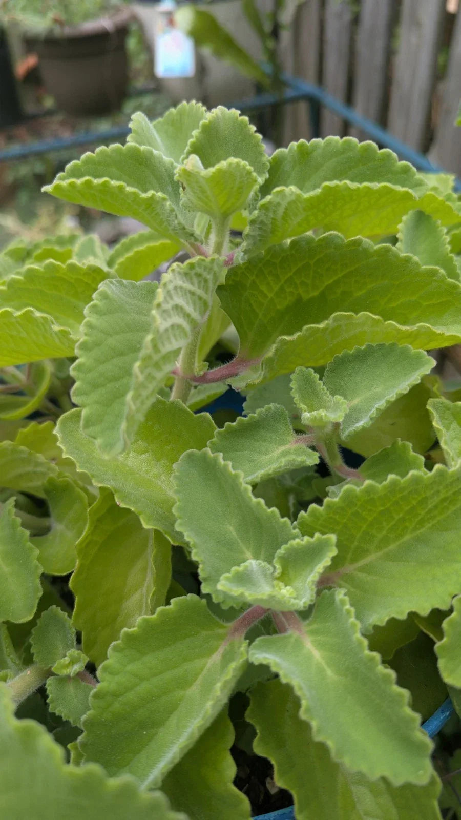 Cuban Oregano Cuttings - 3 Unrooted Plectranthus Amboinicus - Fresh Culinary Herb for Indoor & Outdoor Gardening