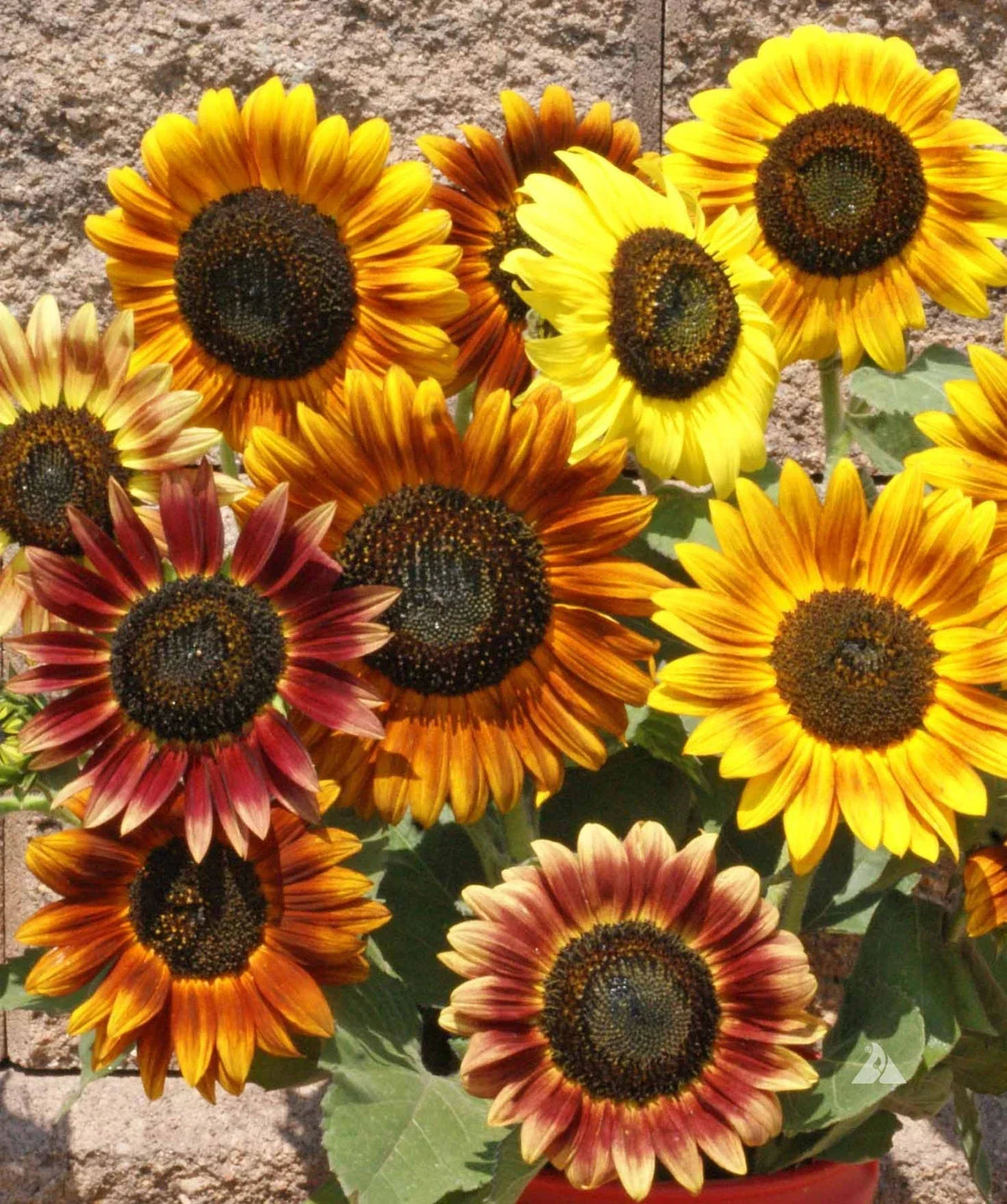 Autumn Beauty Sunflower Seeds - Mixed Colors - Helianthus annuus - Non-GMO Seed Packet - Ideal for Garden & Cut Flowers