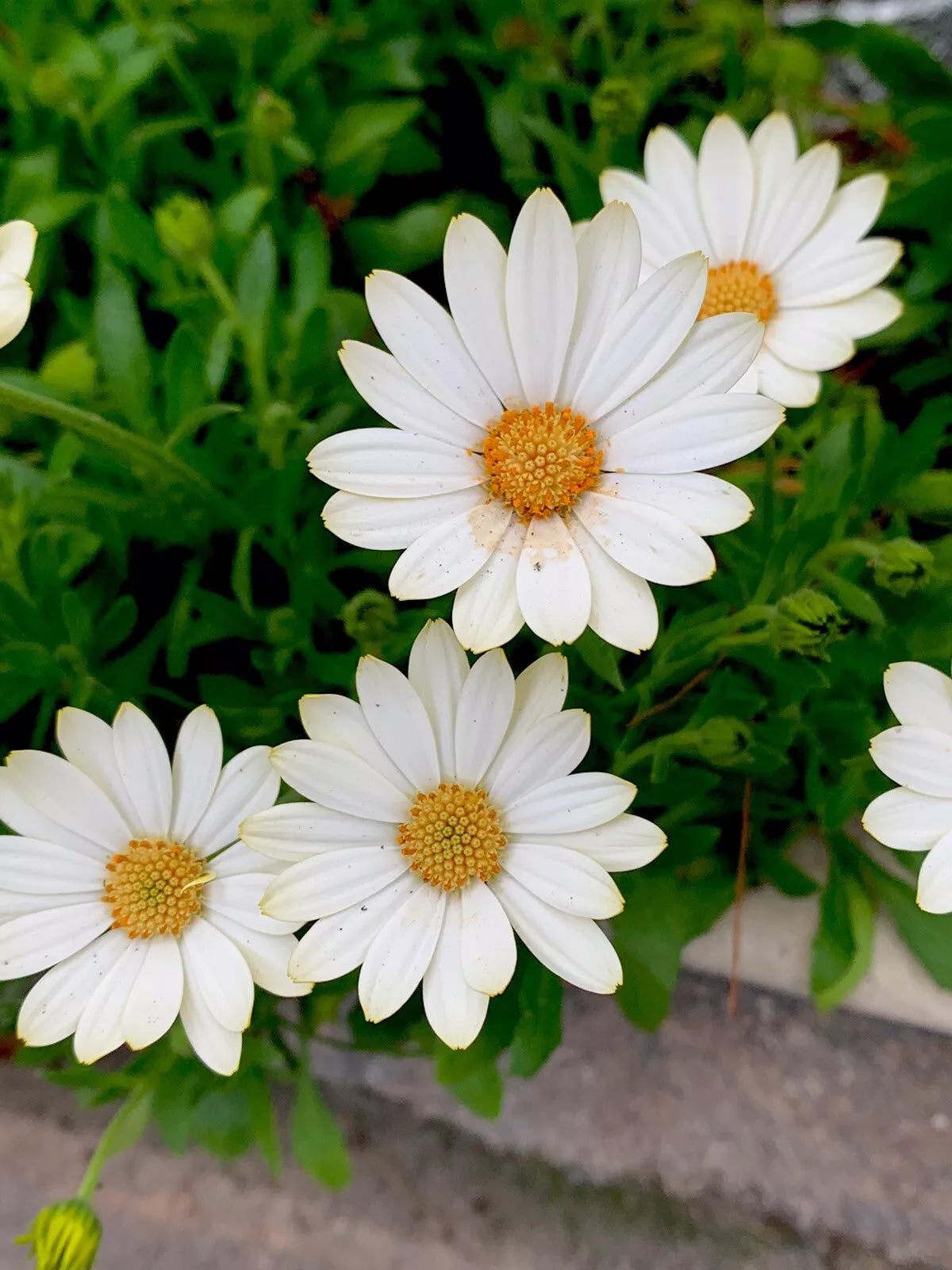 African Daisy Plant - 5 Inch Pot - Cream and Yellow Perennial - Osteospermum - Drought-Tolerant, Pollinator-Friendly