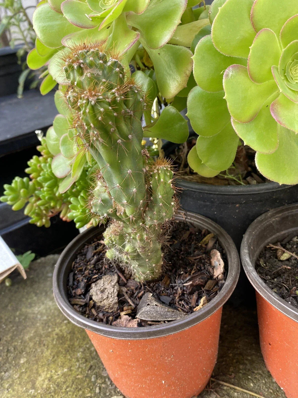 Cereus Monstrosus Rooted Cutting - Hardy Succulent Cactus - Unique Ribbed Texture - Cereus peruvianus var. monstrosus
