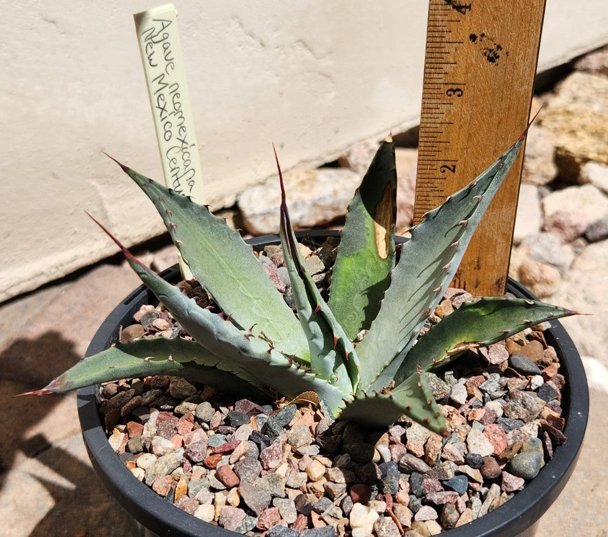 Agave Neomexicana Live Rooted Plant | New Mexico Agave Succulent | Drought-Resistant Xeriscape Plant