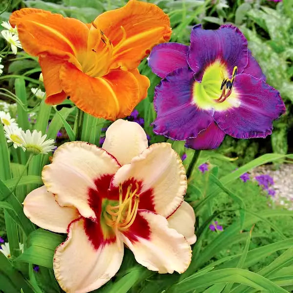 Daylily Roots Mix - Hemerocallis Once Upon a Time - 3 Live Reblooming Perennial Plant Roots for Garden & Container