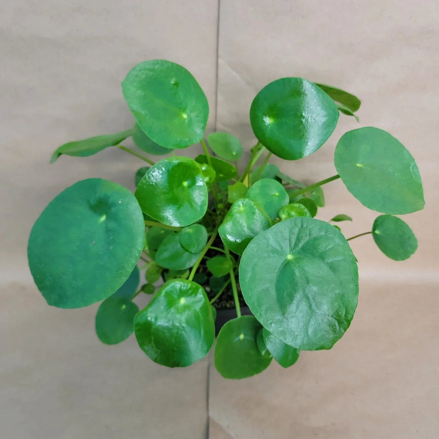 Pilea Peperomioides Plant - 4" Pot - Chinese Money Plant - Easy Care Indoor Houseplant for Home Décor