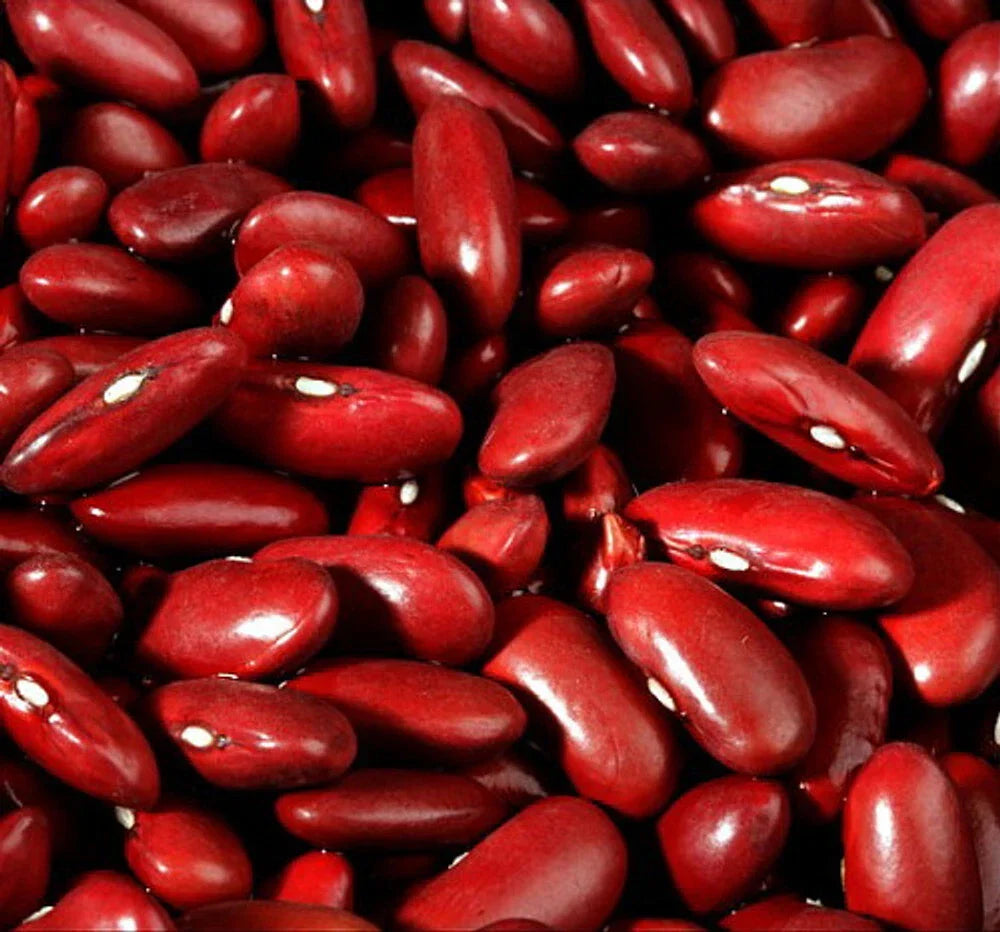 Dark Red Kidney Bush Bean Seeds, Non-GMO, Ideal for Baked Beans, Phaseolus vulgaris - High Yield, Easy to Grow