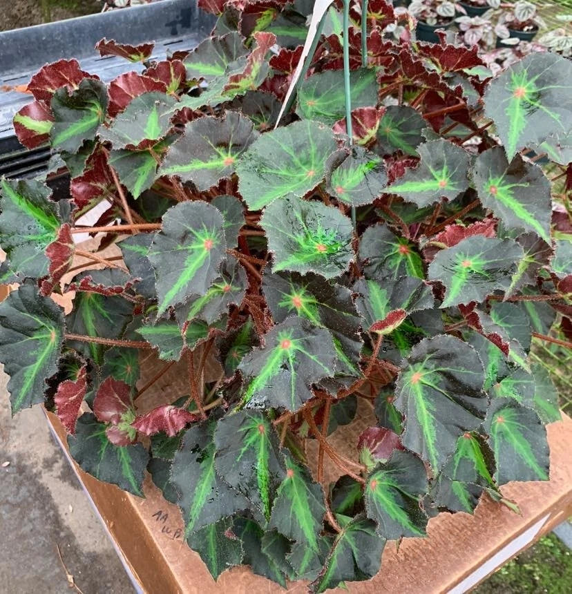 Boyfriend Begonia Plant - Live 2.5" Pot - Begonia 'Boyfriend' - Ideal for Terrarium & Fairy Garden - Compact Indoor Plant