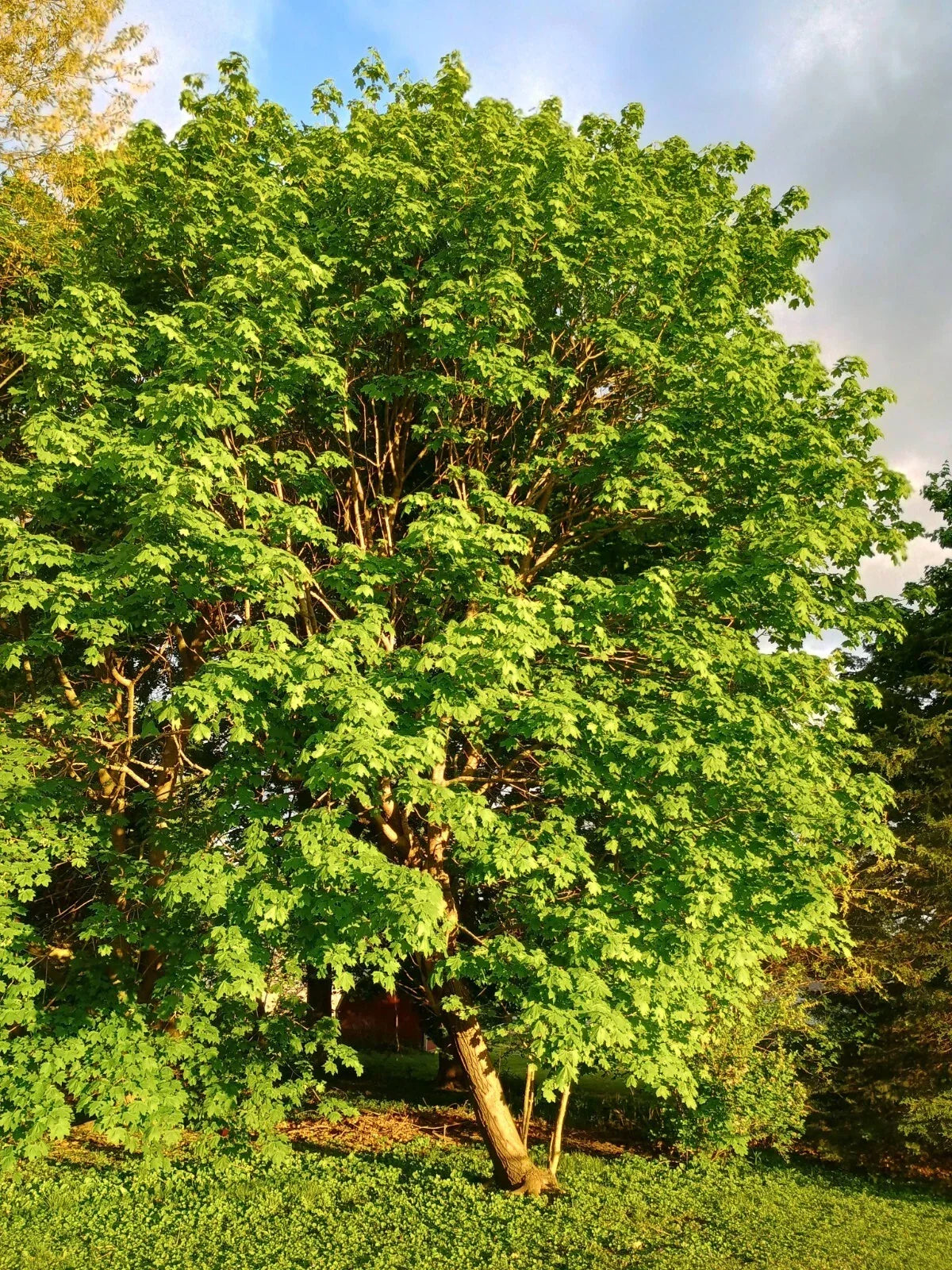 Sugar Maple Tree Starter 24 Inch Bare Root Acer saccharum | Vibrant Fall Colors, Native Wildlife Support, Easy Care