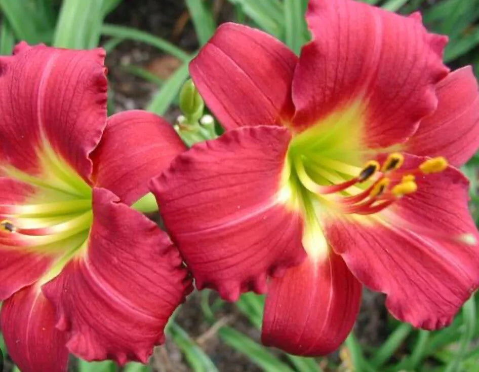 Live Bare Root Daylily Plant - Hemerocallis 'Ruby Stella' - 3" Red Blooms - Rebloomer - Hardy Zones 3-9