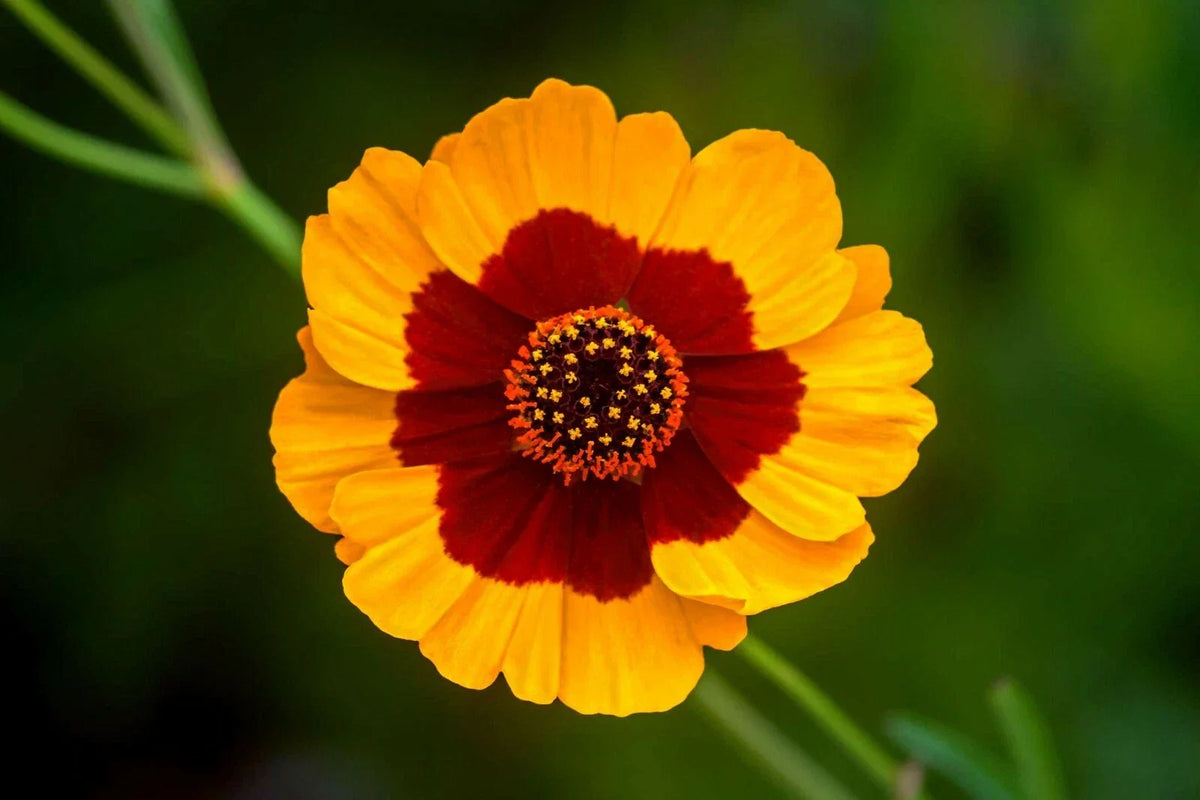 Coreopsis Seeds - 1001+ Plains Wildflower - Drought Tolerant, Pollinator Friendly - Coreopsis tinctoria
